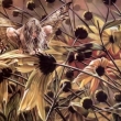 Wild Fairy